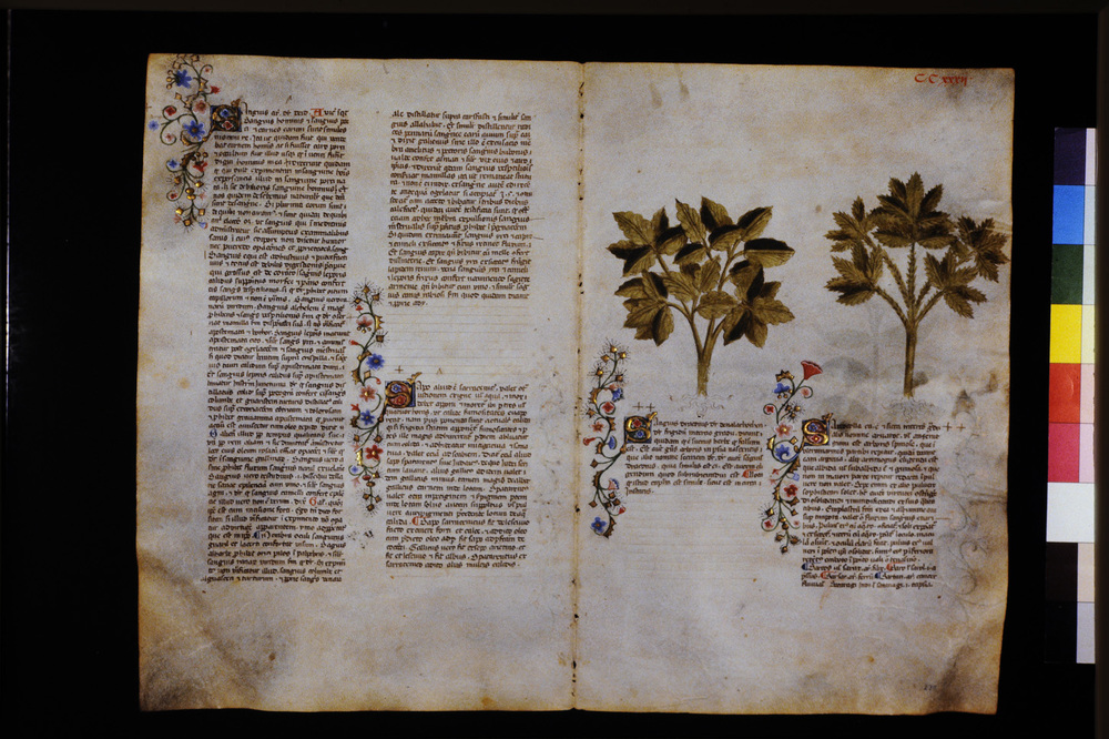 Roma, Biblioteca Casanatense, Ms. 459
icpal_29745
Keywords: Casanatense Ms. 459, Casanatense