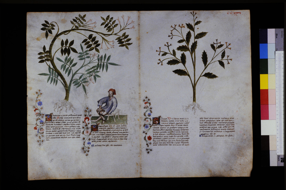 Roma, Biblioteca Casanatense, Ms. 459
icpal_29746
Keywords: Casanatense Ms. 459, Casanatense
