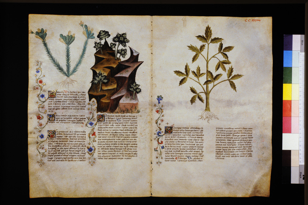 Roma, Biblioteca Casanatense, Ms. 459
icpal_29747
Keywords: Casanatense Ms. 459, Casanatense