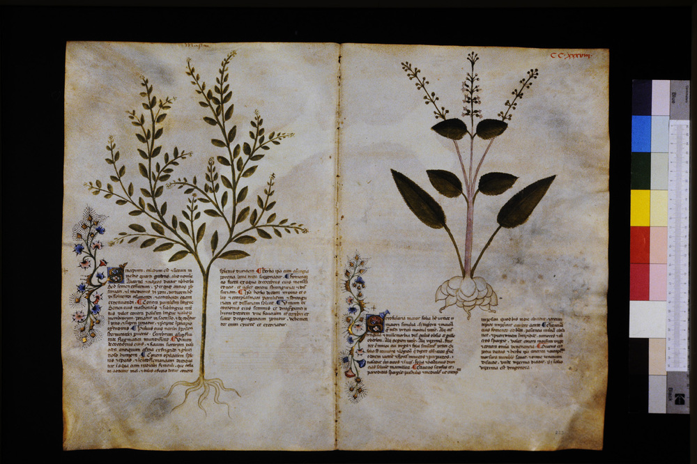 Roma, Biblioteca Casanatense, Ms. 459
icpal_29751
Keywords: Casanatense Ms. 459, Casanatense