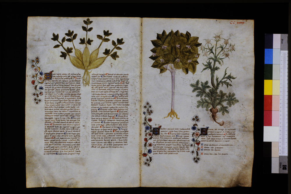 Roma, Biblioteca Casanatense, Ms. 459
icpal_29752
Keywords: Casanatense Ms. 459, Casanatense