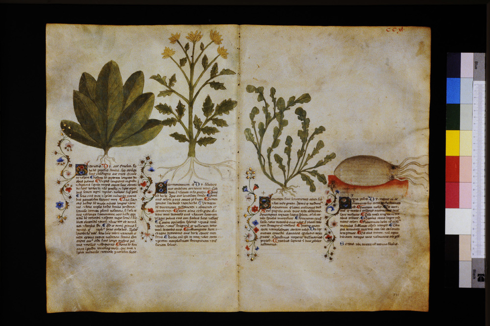 Roma, Biblioteca Casanatense, Ms. 459
icpal_29753
Keywords: Casanatense Ms. 459, Casanatense