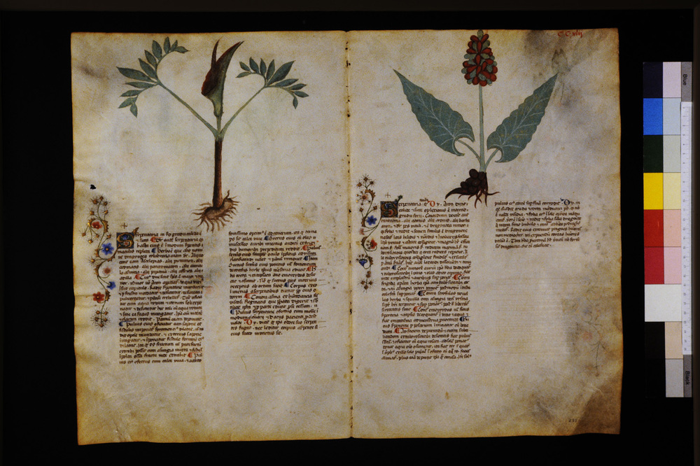 Roma, Biblioteca Casanatense, Ms. 459
icpal_29755
Keywords: Casanatense Ms. 459, Casanatense