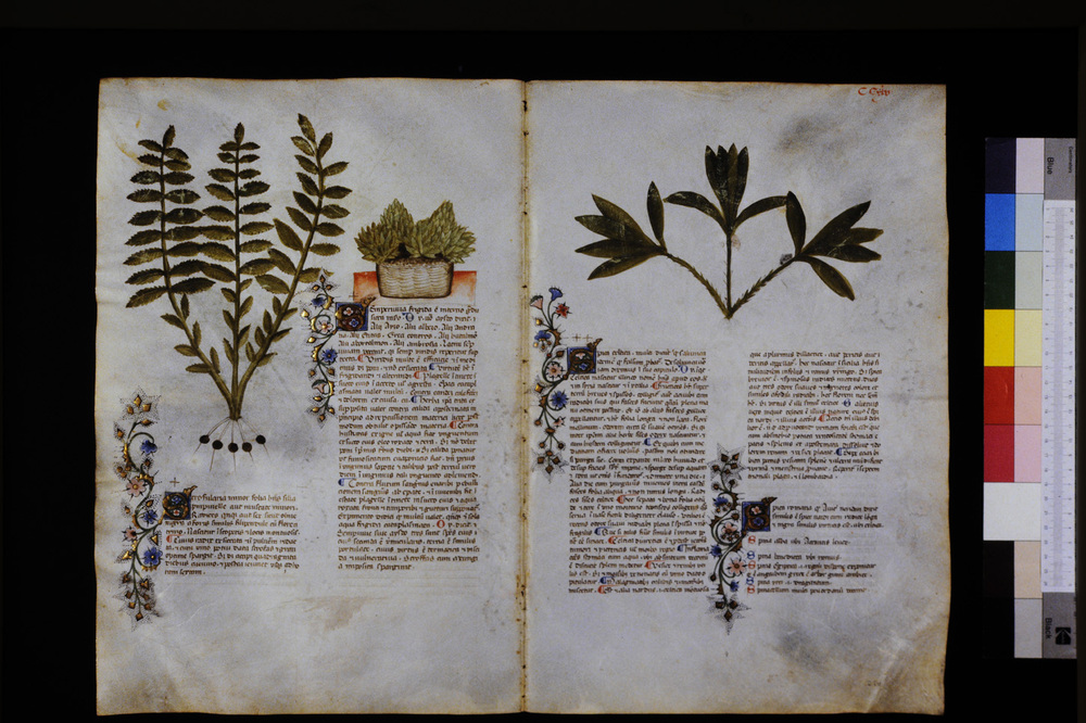 Roma, Biblioteca Casanatense, Ms. 459
icpal_29758
Keywords: Casanatense Ms. 459, Casanatense