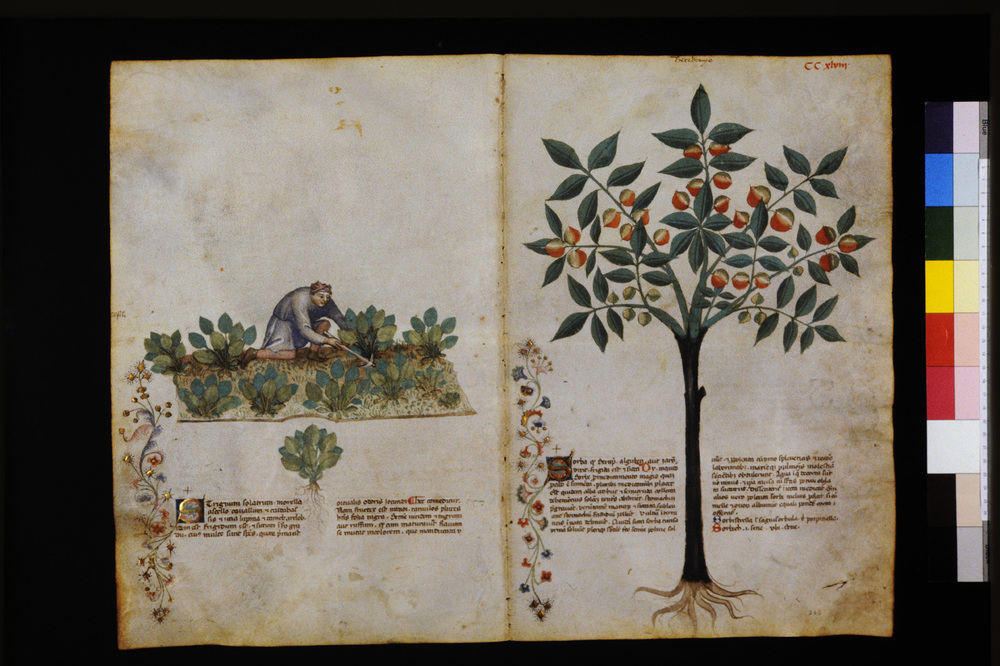 Roma, Biblioteca Casanatense, Ms. 459
icpal_29761
Keywords: Casanatense Ms. 459, Casanatense