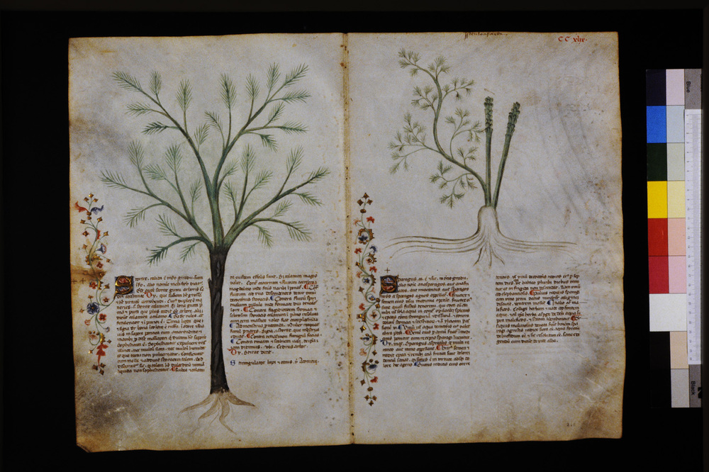 Roma, Biblioteca Casanatense, Ms. 459
icpal_29762
Keywords: Casanatense Ms. 459, Casanatense