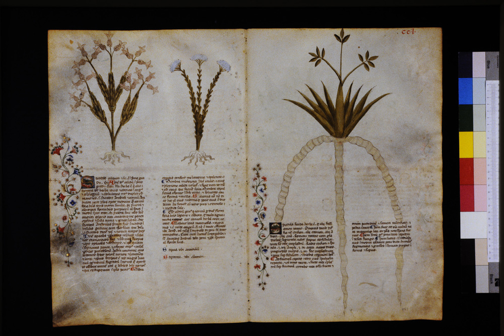 Roma, Biblioteca Casanatense, Ms. 459
icpal_29763
Keywords: Casanatense Ms. 459, Casanatense