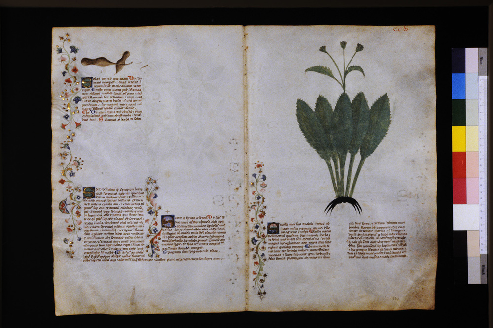 Roma, Biblioteca Casanatense, Ms. 459
icpal_29768
Keywords: Casanatense Ms. 459, Casanatense