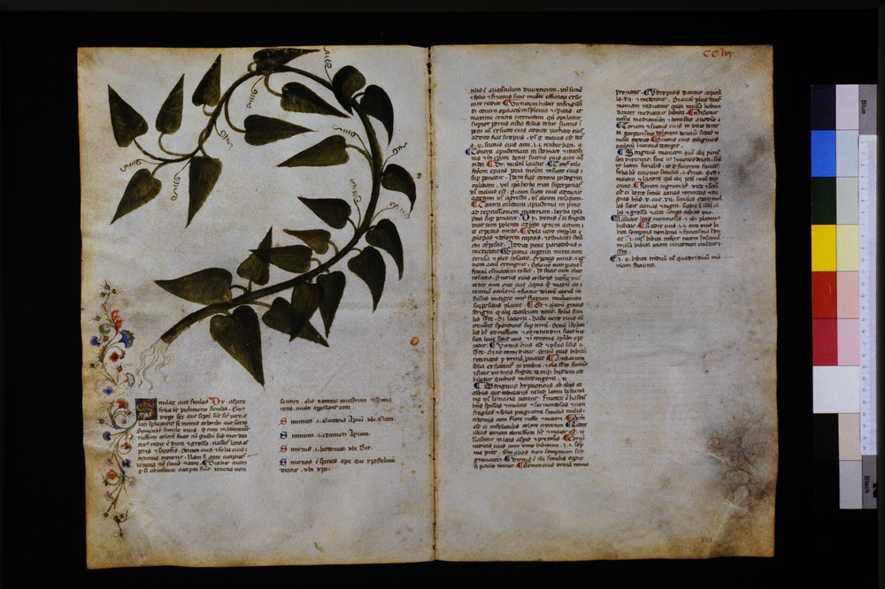 Roma, Biblioteca Casanatense, Ms. 459
icpal_29769
Keywords: Casanatense Ms. 459, Casanatense
