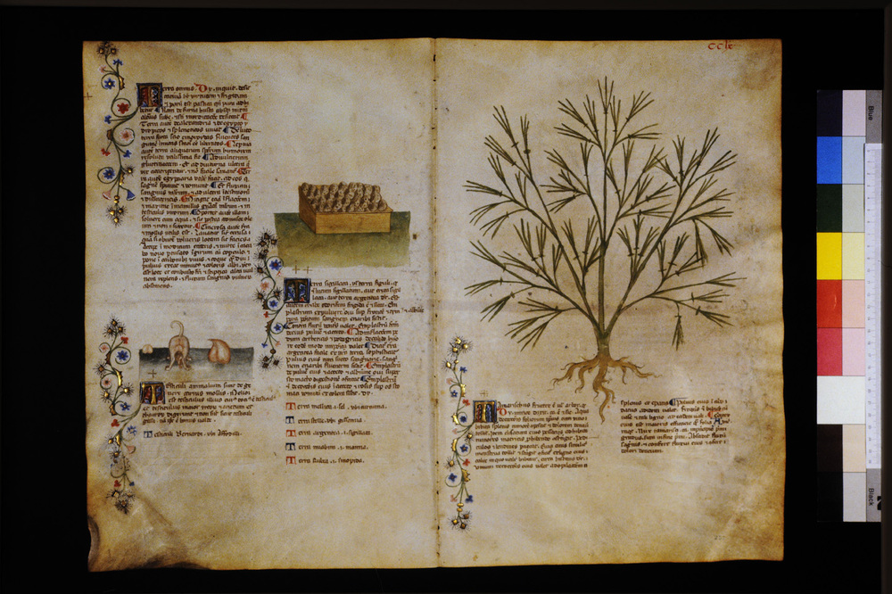 Roma, Biblioteca Casanatense, Ms. 459
icpal_29773
Keywords: Casanatense Ms. 459, Casanatense