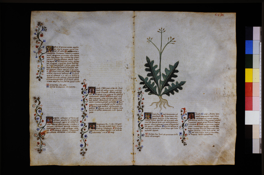 Roma, Biblioteca Casanatense, Ms. 459
icpal_29774
Keywords: Casanatense Ms. 459, Casanatense