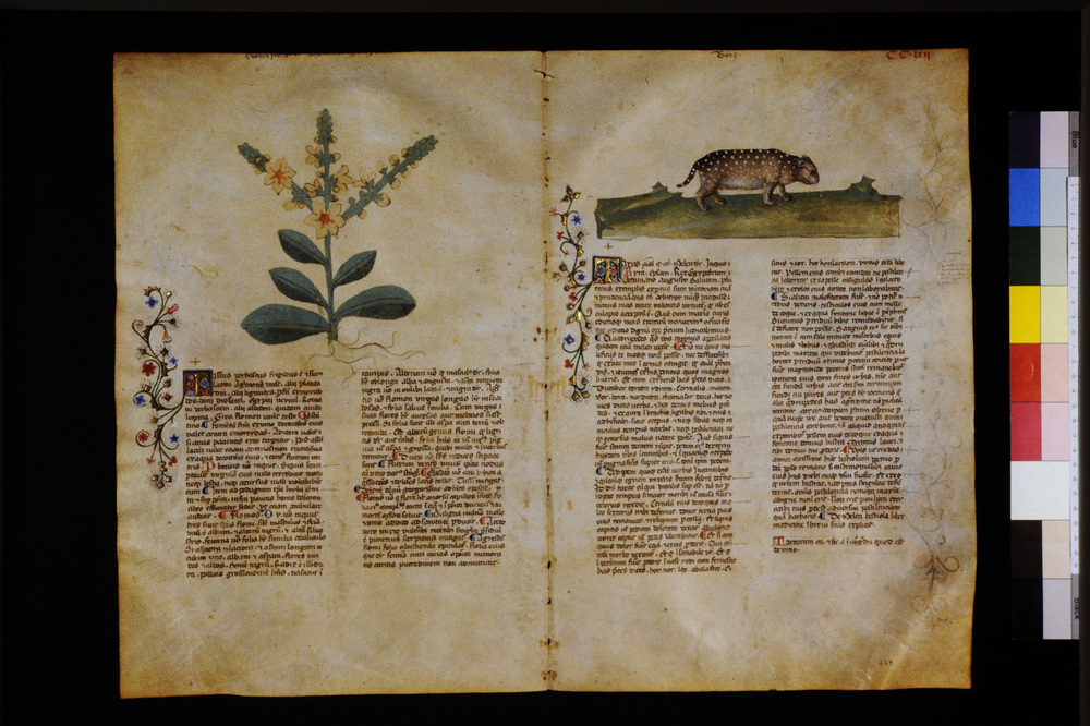 Roma, Biblioteca Casanatense, Ms. 459
icpal_29775
Keywords: Casanatense Ms. 459, Casanatense