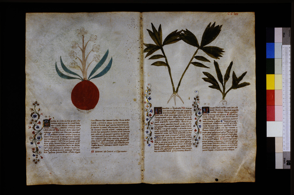 Roma, Biblioteca Casanatense, Ms. 459
icpal_29778
Keywords: Casanatense Ms. 459, Casanatense