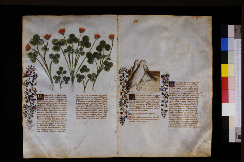 Roma, Biblioteca Casanatense, Ms. 459
icpal_29786
Keywords: Casanatense Ms. 459, Casanatense