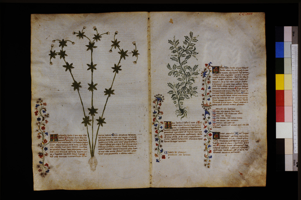 Roma, Biblioteca Casanatense, Ms. 459
icpal_29788
Keywords: Casanatense Ms. 459, Casanatense