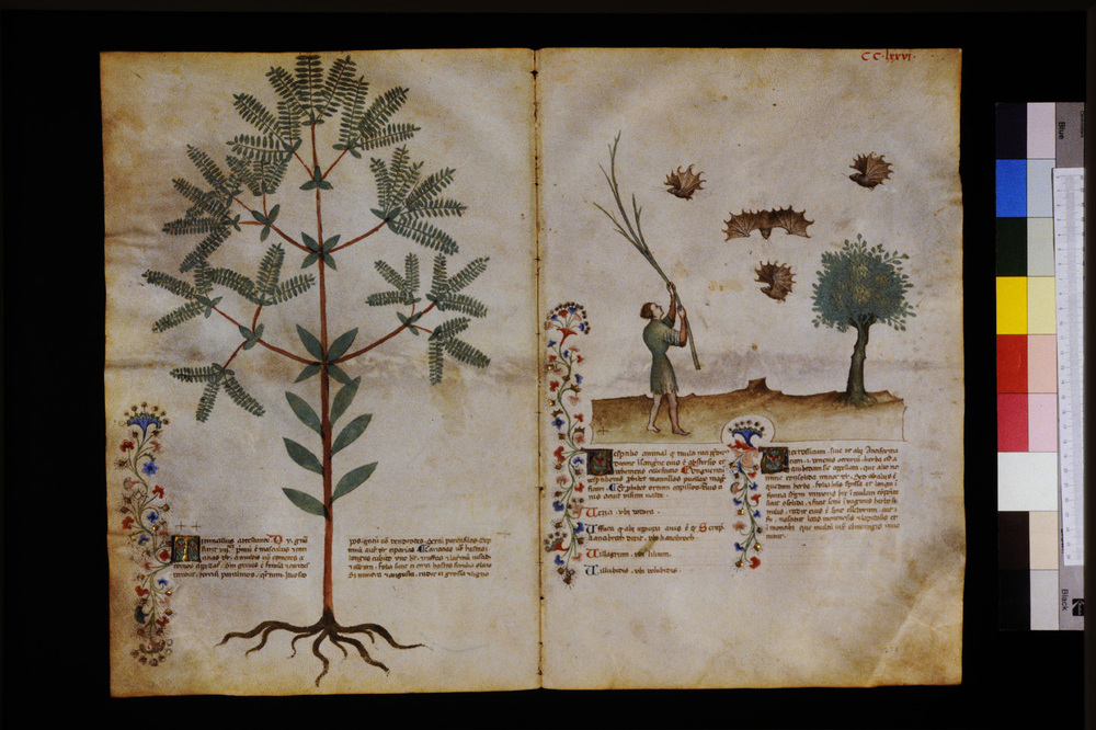 Roma, Biblioteca Casanatense, Ms. 459
icpal_29789
Keywords: Casanatense Ms. 459, Casanatense