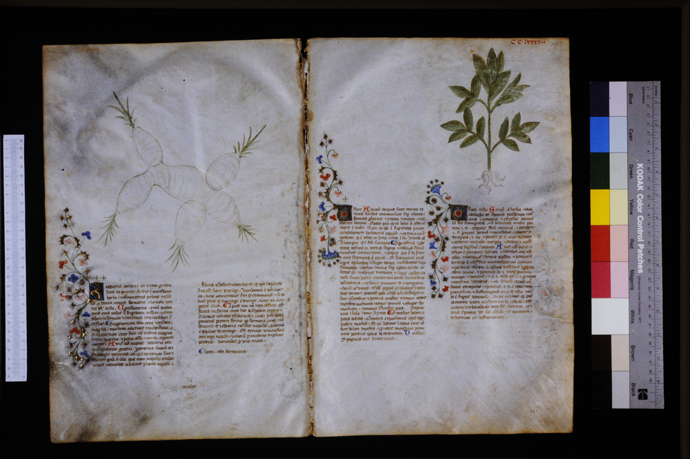 Roma, Biblioteca Casanatense, Ms. 459
icpal_29800
Keywords: Casanatense Ms. 459, Casanatense