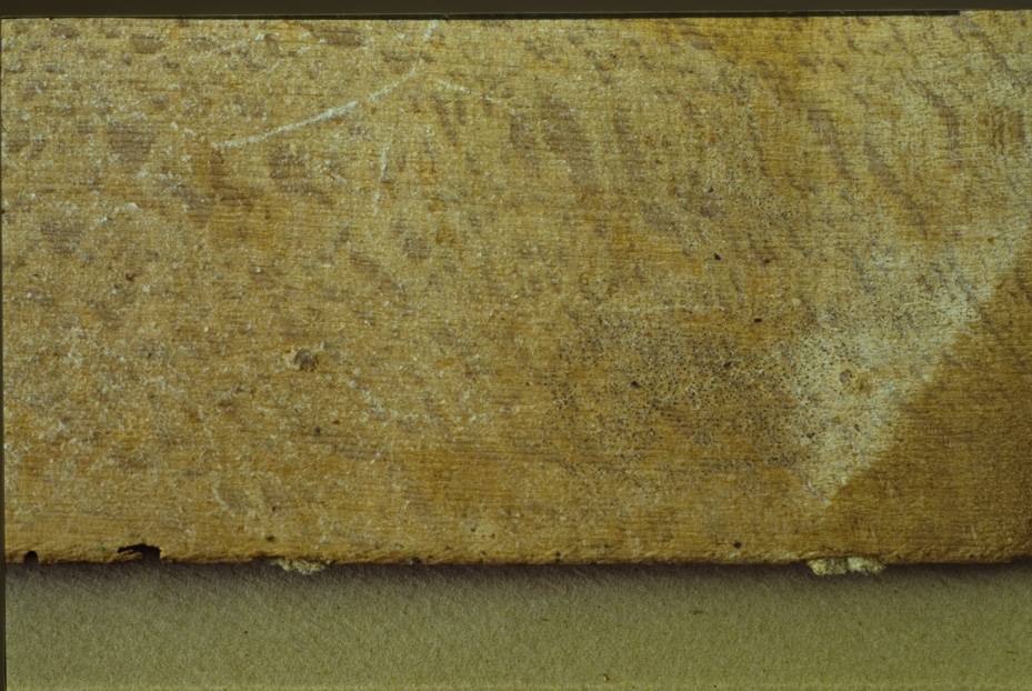 Napoli, Biblioteca Nazionale Vittorio Emanuele 3., Ms. IV.C.52
icpal_12988
Keywords: BNN Ms. IV.C.52, BNN