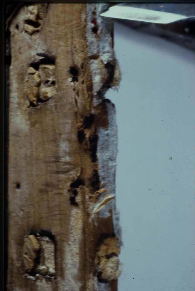 Cividale del Friuli, Museo Archeologico Nazionale, CXXXVII
icpal_01464
Keywords: Cividale del Friuli M Archeol. Naz. CXXXVII, Rest.23.5/1978, Cividale del Friuli M Archeol. Naz.