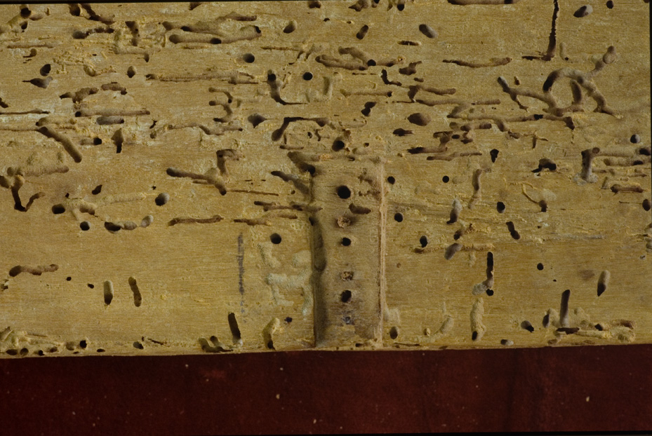 Roma, Biblioteca Vallicelliana, Ms. E.52/1-2
icpal_12277
Keywords: Vallicelliana Ms. E.52/1-2, Vallicelliana