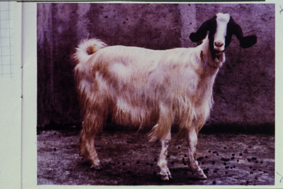 Capra. Studi per l'identificazione della specie
icpal_13295
Keywords: ICPL Studi indentificazione specie, ICPL
