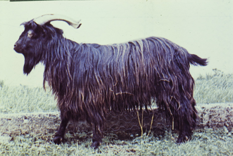 Capra di razza garganica. Studi per l'identificazione della specie
icpal_13298
Keywords: ICPL Studi indentificazione specie, ICPL