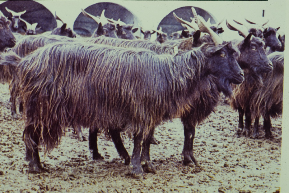 Capra di razza garganica. Studi per l'identificazione della specie
icpal_13300
Keywords: ICPL Studi indentificazione specie, ICPL