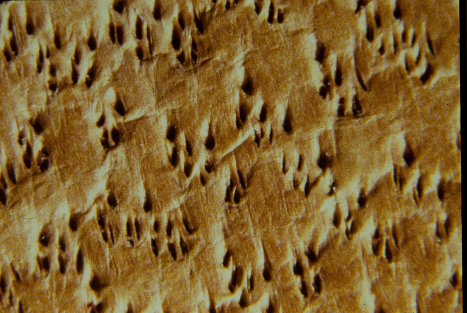 Microfotografia. Ricerca e diagnostica sui materiali
icpal_14634
Keywords: ICPL, Diagnostica materiali, Microfotografie