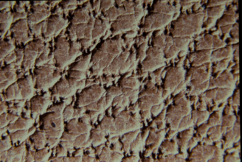 Microfotografia. Ricerca e diagnostica sui materiali
icpal_14637
Keywords: ICPL, Diagnostica materiali, Microfotografie
