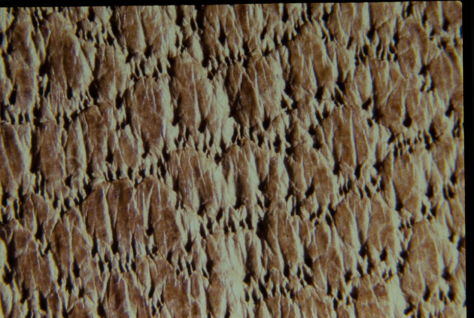 Microfotografia. Ricerca e diagnostica sui materiali
icpal_14641
Keywords: ICPL, Diagnostica materiali, Microfotografie