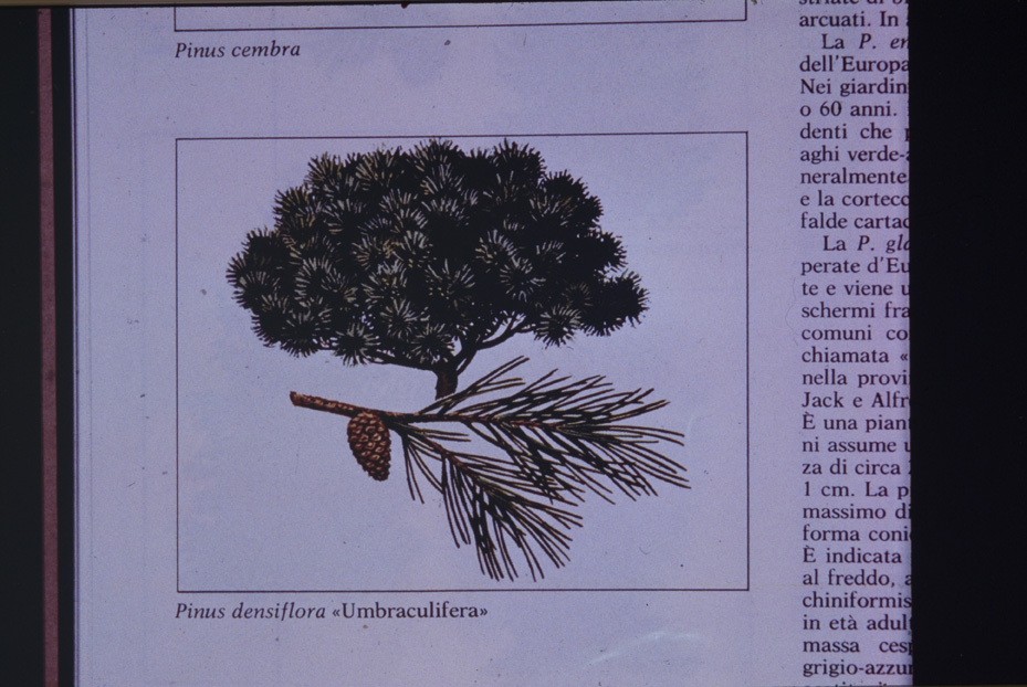Pino. Studi per l'identificazione della specie
icpal_14765
Keywords: ICPL Studi indentificazione specie, ICPL