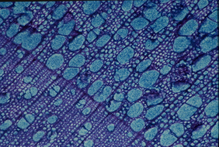 Microfotografia. Studi per l'identificazione della specie
icpal_14769
Keywords: ICPL Studi indentificazione specie, Microfotografie, ICPL