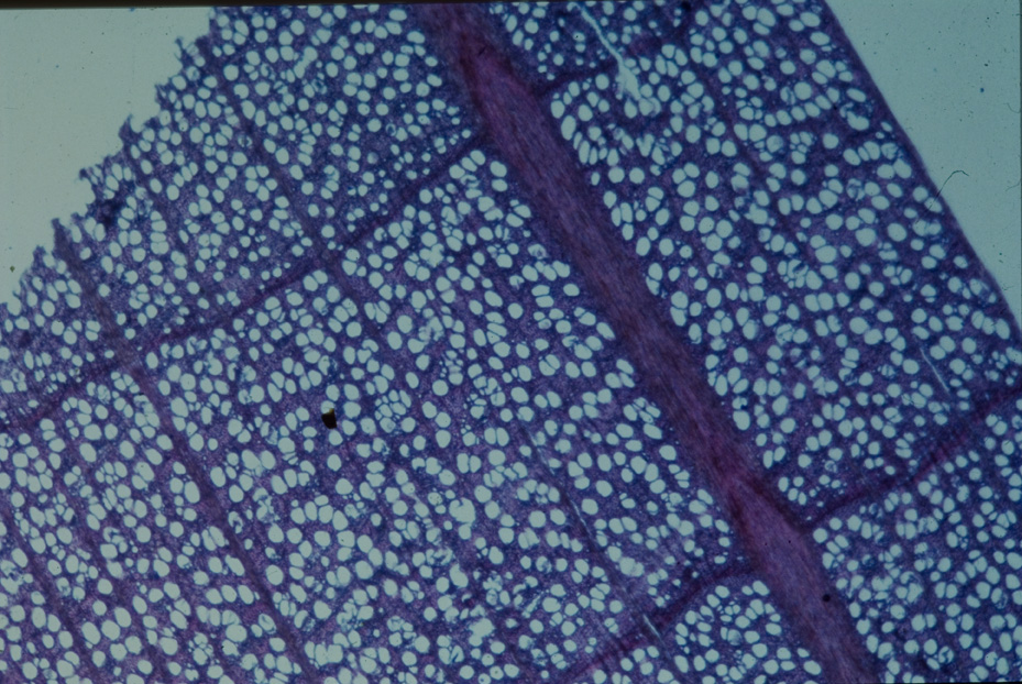 Microfotografia. Studi per l'identificazione della specie
icpal_14775
Keywords: ICPL Studi indentificazione specie, Microfotografie, ICPL