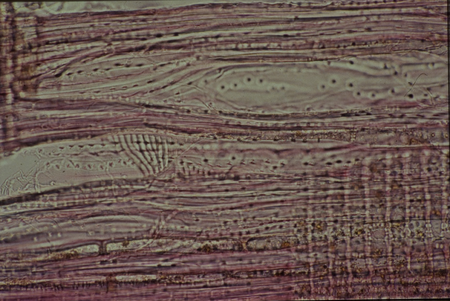 Microfotografia. Studi per l'identificazione della specie
icpal_14778
Keywords: ICPL Studi indentificazione specie, Microfotografie, ICPL