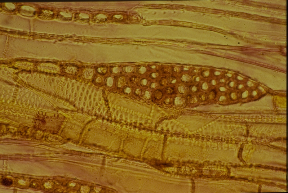 Microfotografia. Studi per l'identificazione della specie
icpal_14793
Keywords: ICPL Studi indentificazione specie, Microfotografie, ICPL