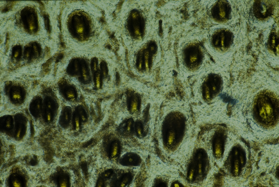 Microfotografia. Studi per l'identificazione della specie
icpal_14838
Keywords: ICPL Studi indentificazione specie, Microfotografie, ICPL