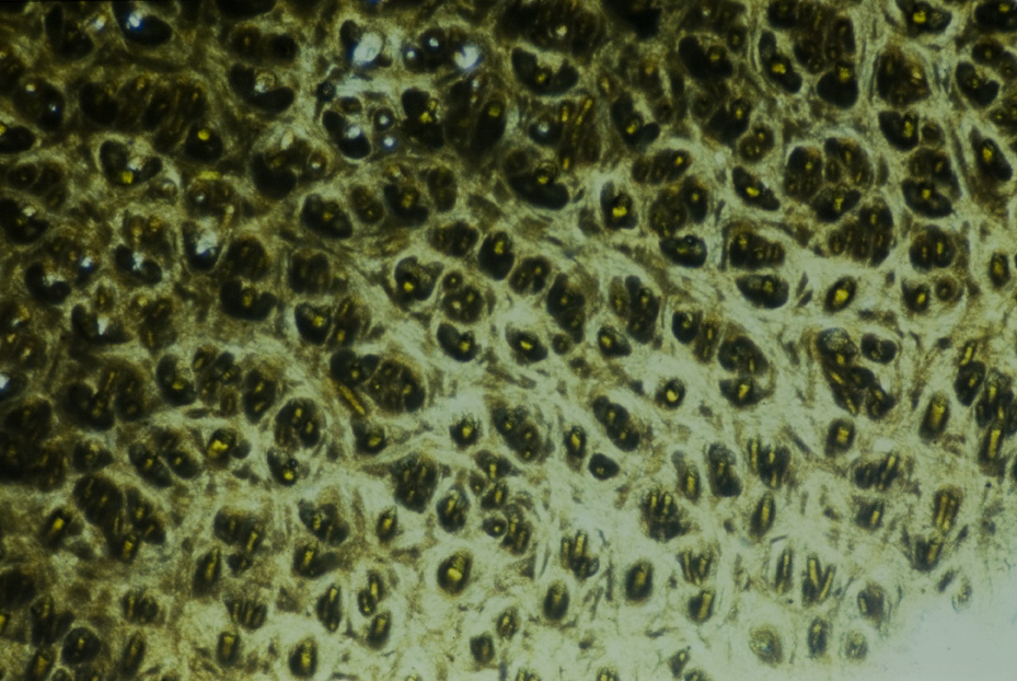 Microfotografia. Studi per l'identificazione della specie
icpal_14839
Keywords: ICPL Studi indentificazione specie, Microfotografie, ICPL