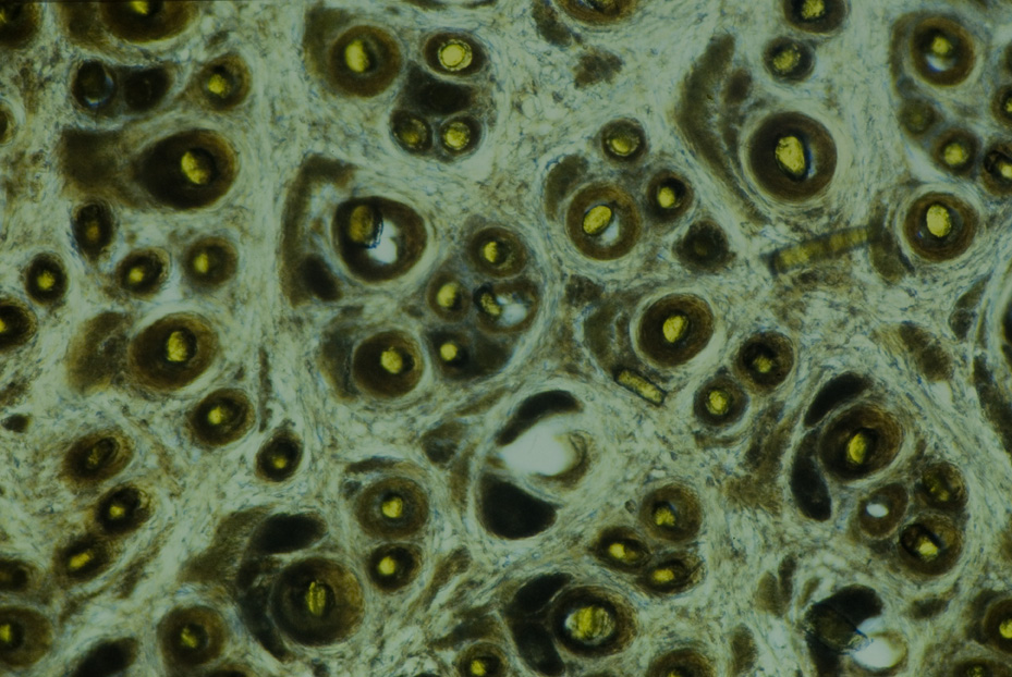 Microfotografia. Studi per l'identificazione della specie
icpal_14840
Keywords: ICPL Studi indentificazione specie, Microfotografie, ICPL