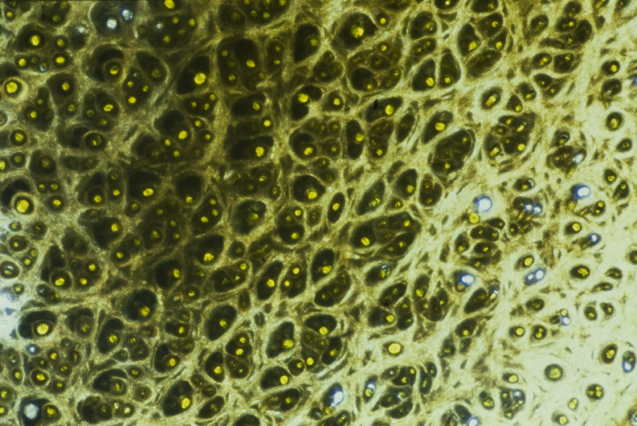 Microfotografia. Studi per l'identificazione della specie
icpal_14842
Keywords: ICPL Studi indentificazione specie, Microfotografie, ICPL