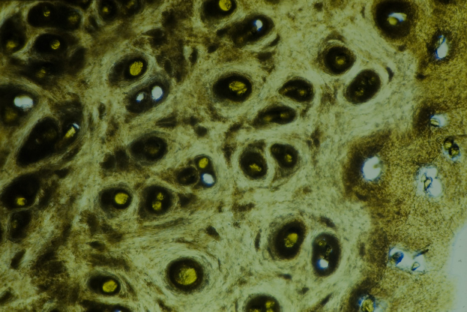 Microfotografia. Studi per l'identificazione della specie
icpal_14843
Keywords: ICPL Studi indentificazione specie, Microfotografie, ICPL