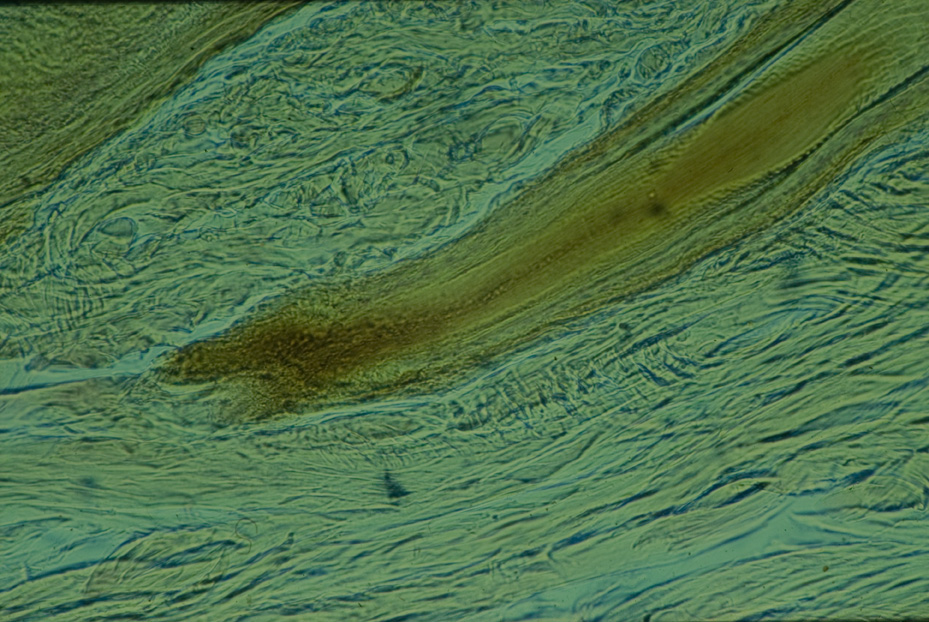 Microfotografia. Studi per l'identificazione della specie
icpal_14849
Keywords: ICPL Studi indentificazione specie, Microfotografie, ICPL