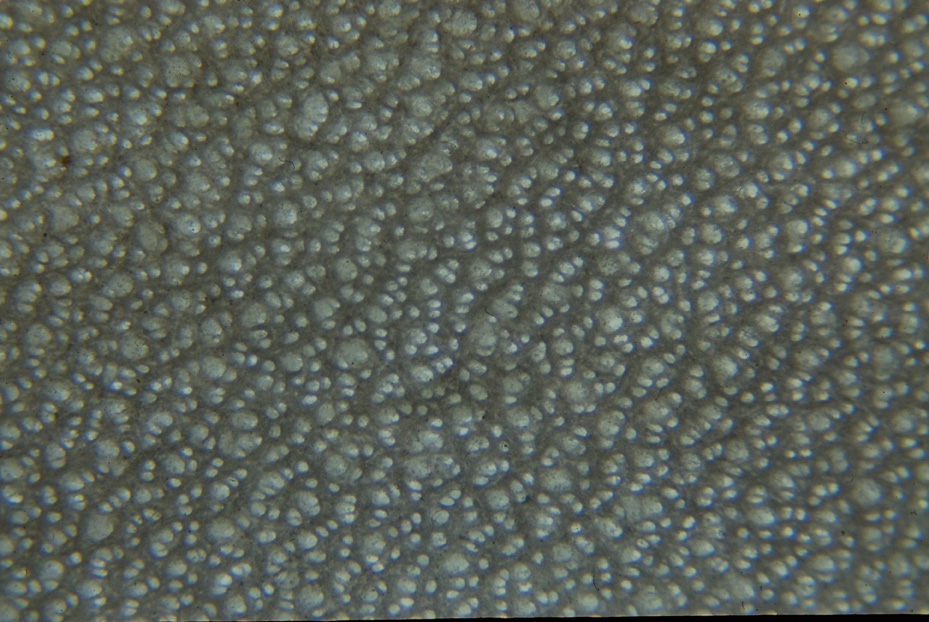 Microfotografia. Studi per l'identificazione della specie
icpal_14852
Keywords: ICPL Studi indentificazione specie, Microfotografie, ICPL
