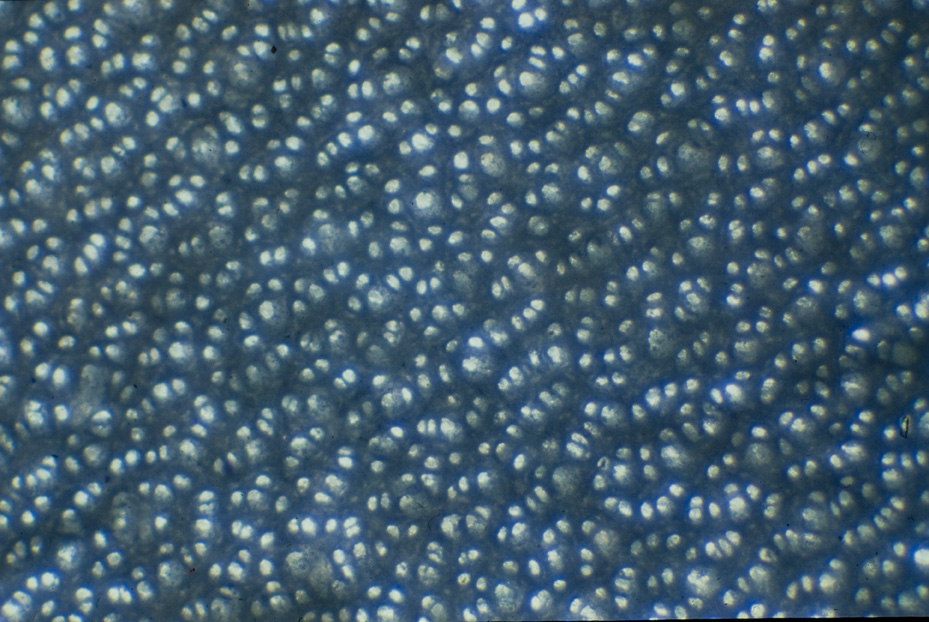 Microfotografia. Studi per l'identificazione della specie
icpal_14870
Keywords: ICPL Studi indentificazione specie, Microfotografie, ICPL