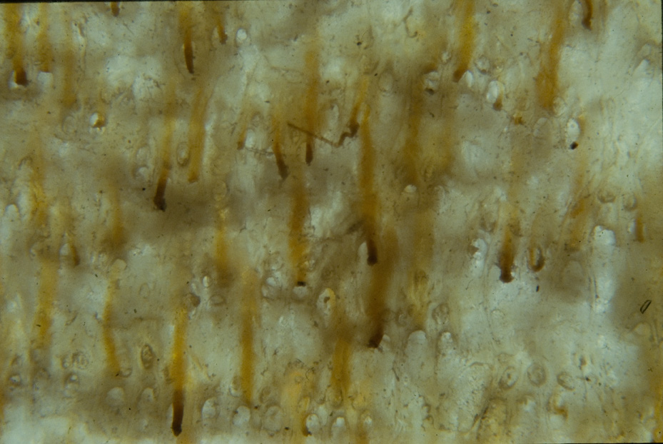 Microfotografia. Studi per l'identificazione della specie
icpal_14872
Keywords: ICPL Studi indentificazione specie, Microfotografie, ICPL
