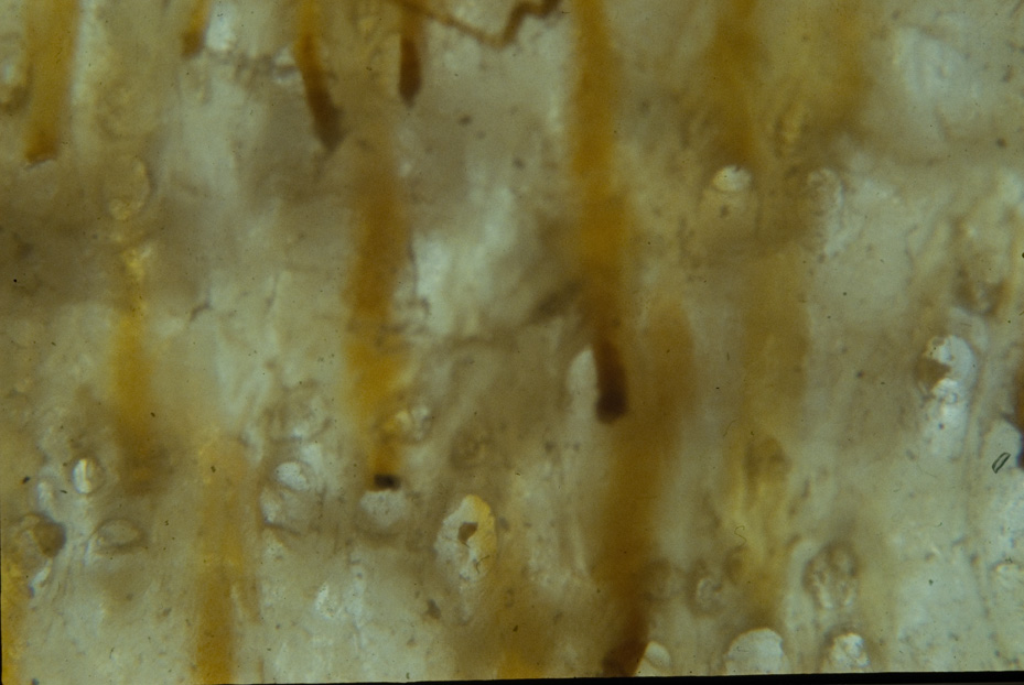 Microfotografia. Studi per l'identificazione della specie
icpal_14873
Keywords: ICPL Studi indentificazione specie, Microfotografie, ICPL