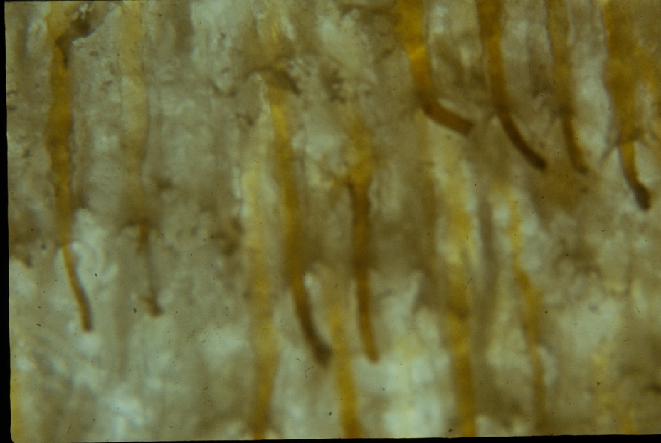 Microfotografia. Studi per l'identificazione della specie
icpal_14882
Keywords: ICPL Studi indentificazione specie, Microfotografie, ICPL