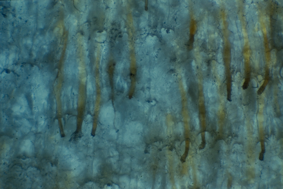 Microfotografia. Studi per l'identificazione della specie
icpal_14887
Keywords: ICPL Studi indentificazione specie, Microfotografie, ICPL