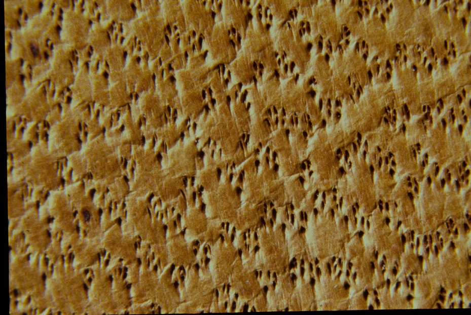 Ingrandimento fotografico. Studi per l'identificazione della specie
icpal_14889
Keywords: ICPL Studi indentificazione specie, Macrofotografie, ICPL