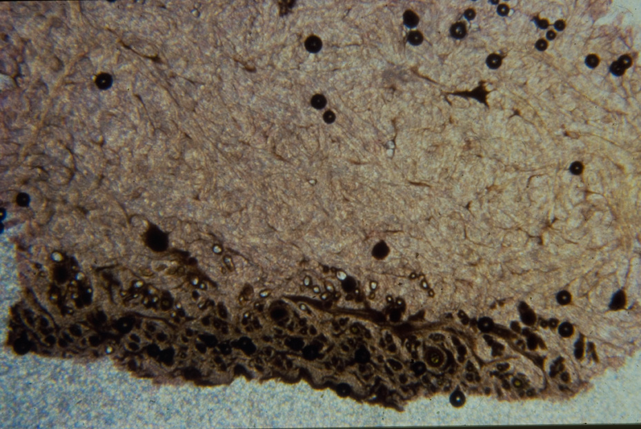 Microfotografia. Ricerca e diagnostica sui materiali
icpal_14897
Keywords: ICPL, Diagnostica materiali, Microfotografie