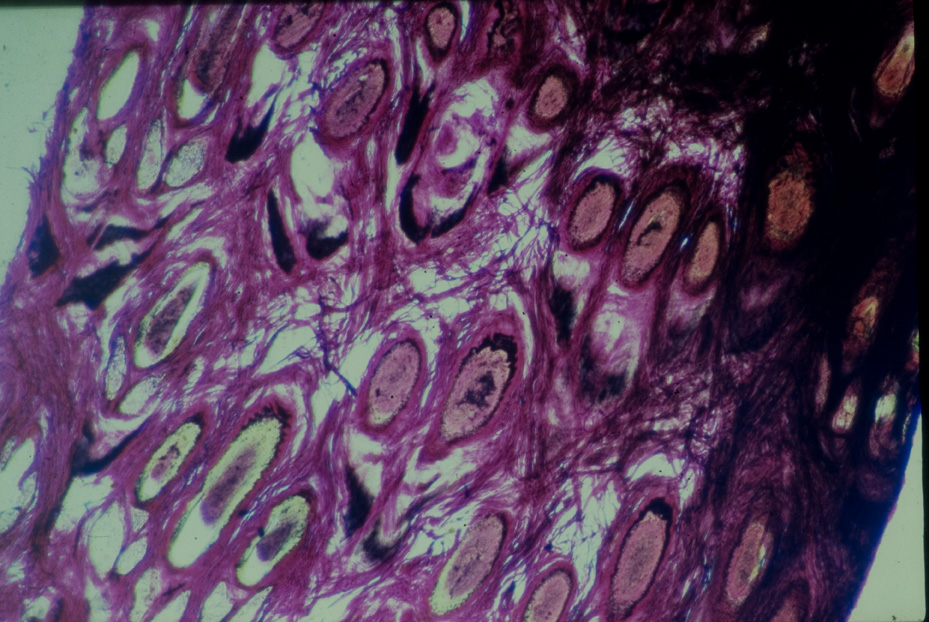 Microfotografia. Studi per l'identificazione della specie
icpal_14978
Keywords: ICPL Studi indentificazione specie, Microfotografie, ICPL